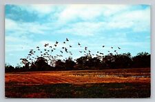 Wild Geese Circling Above A Southern Illinois Refuge Unposted Postcard picture