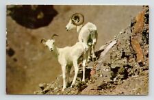 White Rams Dall Sheep Mt. Mount McKinley National Park VTG AK Postcard picture