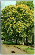 Postcard - Golden Rain Tree - New Harmony, Indiana picture