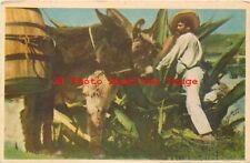 Mexico, Indio-Tipico Tlachiquero, Donkey, Luis Marquez picture
