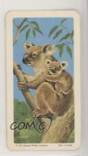 1967 Brooke Bond Red Rose Animals and Their Young Tea Koala Bear #4 a8x picture