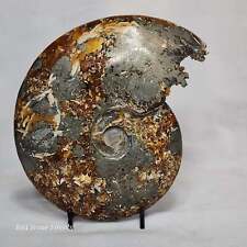 Amazing Ammonite from Madagascar picture