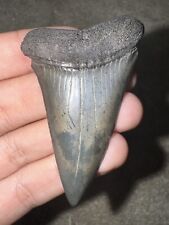 Huge Awesome Hastalis (Mako) Fossil Shark Tooth Not Megalodon Great White  picture