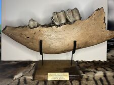 Woolly Rhinoceros Jaw Section Fossil Pleistocene picture