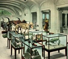 Hall of Paleontology State Museum Albany New York NY UNP 1920s Postcard Unsued picture
