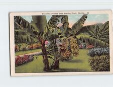 Postcard Beautiful Banana Tree Bearing Fruit Florida USA picture