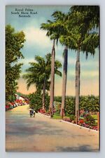Bermuda, South Shore Road, Royal Palms, Antique Vintage Souvenir Postcard picture