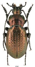 Carabidae Carabus (Eucarabus) manifestus guanmenshanus China Liaoning 20mm picture