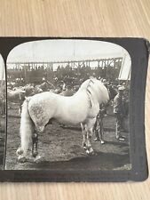 TWO ANTIQUE HORSE STEREOVIEWS - Oats Wanted + Louisiana Purchase Exposition picture