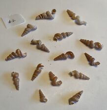 15 Beautiful Worm Shells From SW Florida picture