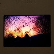 Gorgeous Lovely Sunset & Trees 1981 Pink Orange Red VTG 35mm Found Slide Photo picture
