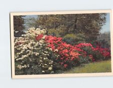 Postcard Hardy Azaleas blooming Missouri Botanical Garden St. Louis Missouri USA picture