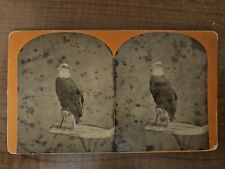 Civil War Stereoview Photo Old Abe Wisconsin War Eagle On Shield picture