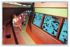 Florida's Silver Springs Glass Bottom  Boats Inside Aquatorium Vintage Postcard picture