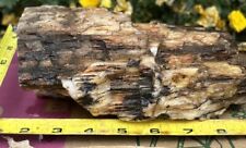 Silver Creek Junction Petrified Wood picture