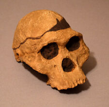 Australopithecus Africanus. 