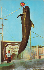 St Augustine Florida, Marineland, Moby Pilot Whale, Vintage Postcard picture