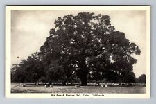 Chico CA-California, Sir Joseph Hooker Oak, Vintage Postcard picture