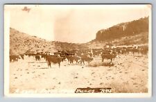 RPPC A Ranch Cattle Scene Near Pecos,Texas,Unposted Circa 1930 Texas RPPC picture