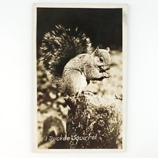 Truckee California Squirrel RPPC Postcard 1920s Animal Nature Real Photo D1512 picture