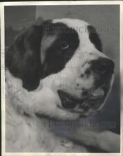 1952 Press Photo of Saint Bernard - mjb02491 picture