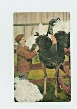 Vintage Animal  Postcard  BIRDS   HARVESTING OSTRICH FEATHERS     UNPOSTED picture