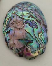 Beautiful Iridescent Huge Oval Abalone Seashell Scalloped Edge Radiating Lines picture