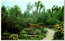 Vintage 1950s The Desert Garden Barrel Cacti Flowering Aloes California Postcard picture