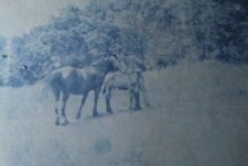 RARE CYANOTYPE PHOTOGRAPH OF A MAN HORSE AND COLT. MAN IS PETTING THE COLT. picture