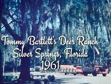 35mm slide Tommy Bartlett's Deer Ranch Silver Springs, Florida - 1961 picture