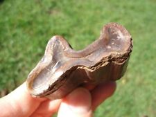 RARE PARAMYLODON MOLAR TOOTH FLORIDA FOSSILS ICE AGE EXTINCT CLAW CORE JAW BONES picture