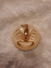 Vintage Scorpion Insect In Clear Lucite Dome Paper Weight 3” Poisonous Stinger picture