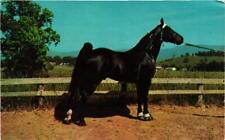 Champion Walking Horse Postcard picture
