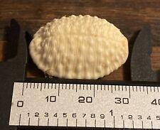 Cypraea Granulata Hawaiian Seashell Granulated Cowrie Bumpy  (30 mm) Kona Hawaii picture