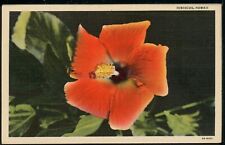 1944 Red Hibiscus Flower Hawaii WW2 Military Love Letter Vintage Postcard M599a picture