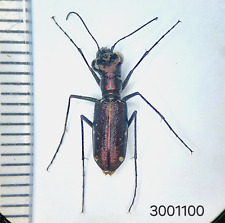 Carabidae Cicindelidae Prothyma? sp. №1100 A1 LAOS picture