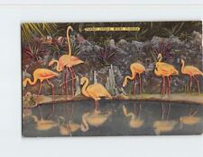 Postcard Flamingos Parrot Jungle Miami Florida USA picture