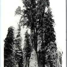 c1950s Sequoia National Park, CA RPPC General Sherman Biggest Tree in World A203 picture