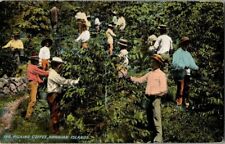 EARLY 1900'S. PICKING COFFEE, HAWAIIAN ISLANDS. JAS. STEINER.  POSTCARD picture