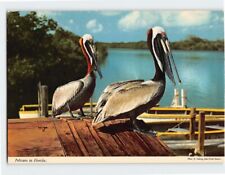 Postcard Pelicans in Florida picture