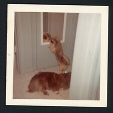 Cute Pekingese Dog Puppy Looks in Mirror Reflection Photo Snapshot 1960s Pets picture