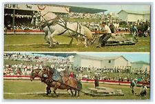 c1960s Two Horses at State Fair of West Virginia Roncevert WV Postcard picture