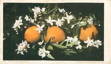 Oranges And Blossoms Postcard~Antique~Undivided Back~Bright Colors~c1905 picture