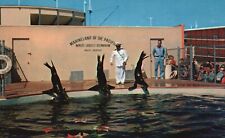 Postcard CA Marineland of the Pacific Sea Lions Chrome Old PC Vintage e8327 picture