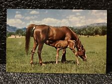 Arabian Purebred Horses Vintage Postcard Unposted picture