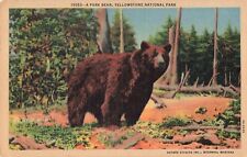 Yellowstone National Park WY Wyoming, A Large Brown Bear, Vintage Postcard picture