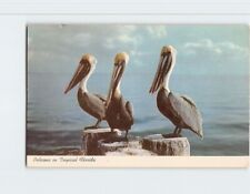 Postcard Pelicans in Tropical Florida picture