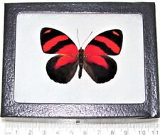 Callicore cynosura REAL FRAMED BUTTERFLY RED BLACK PERU picture