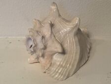 Large Bahama Conch Shell Horn Trumpet picture