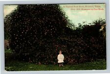 Houston TX-Texas, A Typical Rose Bush, Blossoms On Bush, Vintage Postcard picture